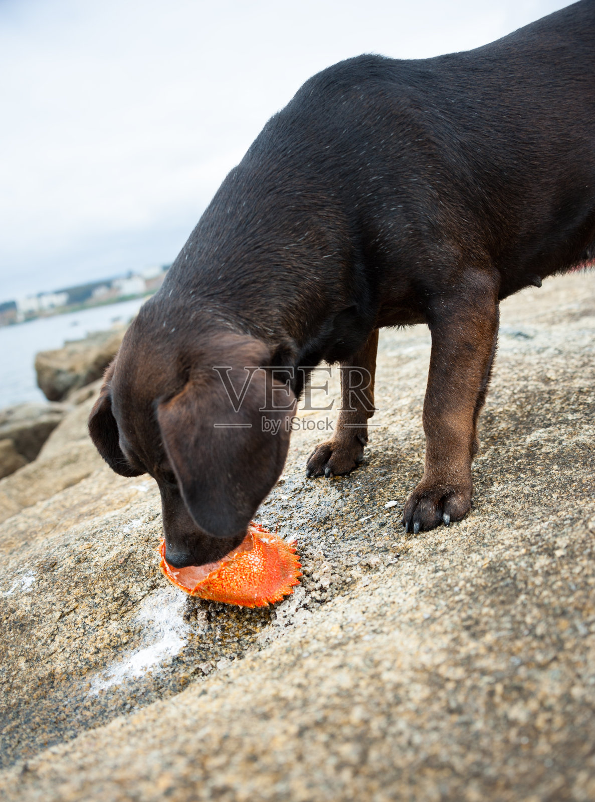 一只黑色的小狗在智利霍康的悬崖上行走照片摄影图片
