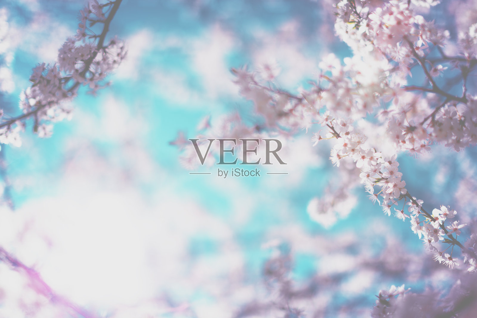 樱桃树开花照片摄影图片