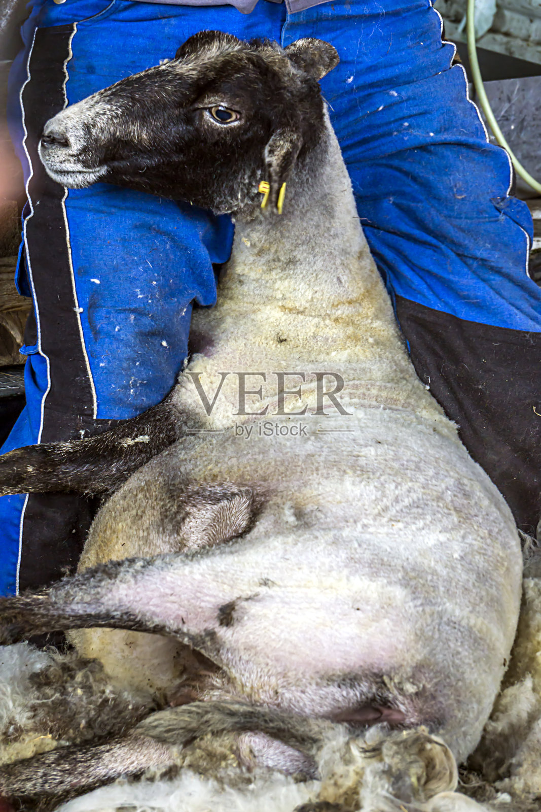 羊照片摄影图片