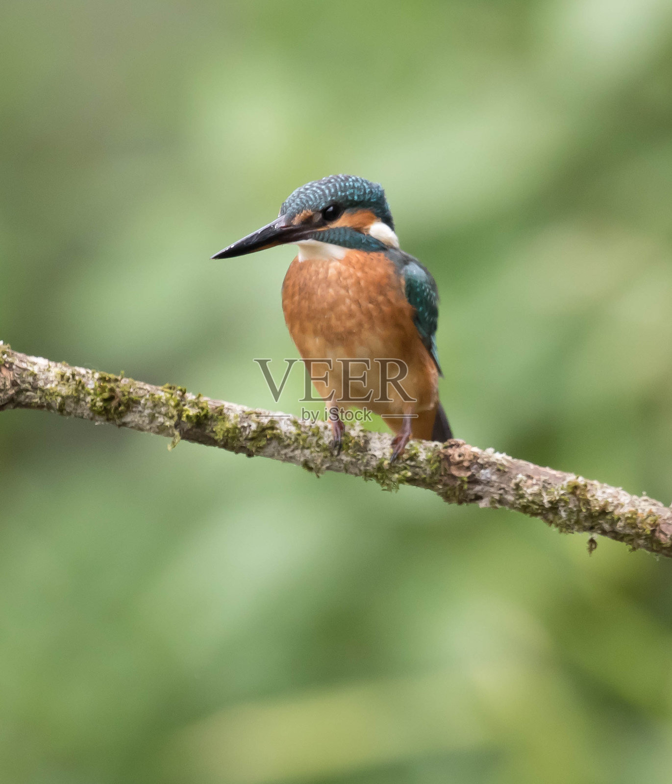 翠鸟照片摄影图片