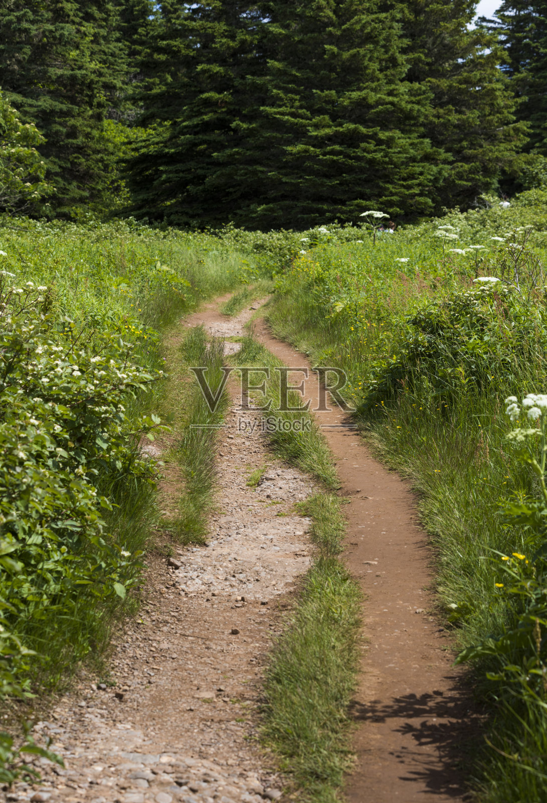 圣劳伦斯河博纳旺蒂尔岛佩尔塞的小路。 除了政府使用的一些建筑物外,自 1971 年以来没有人居住在该岛上。照片摄影图片