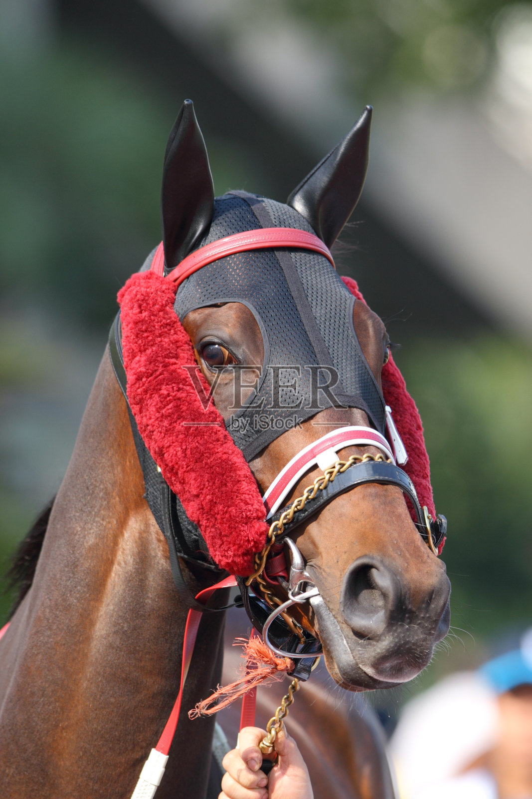 马照片摄影图片