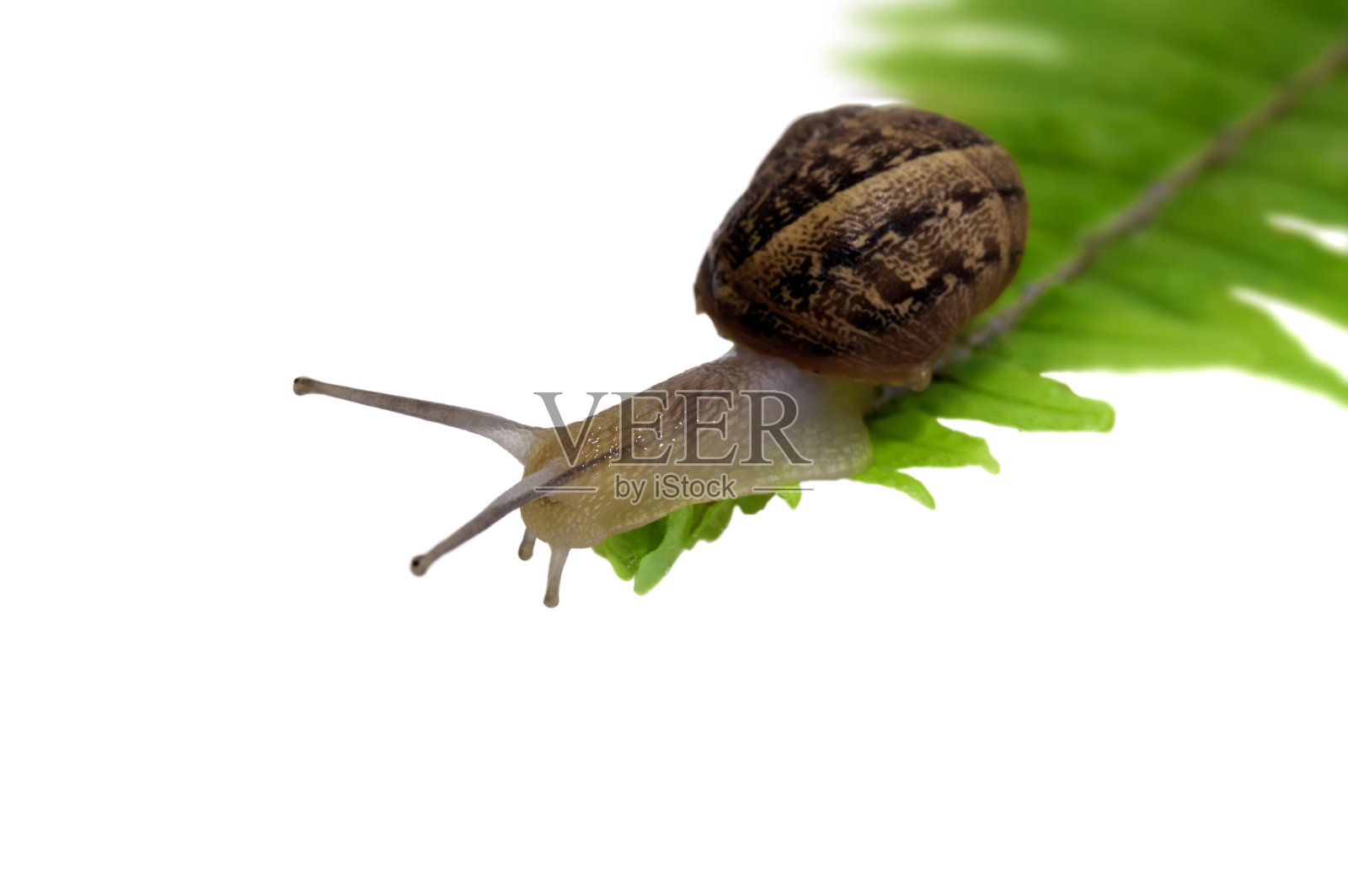 花园的蜗牛在边上照片摄影图片