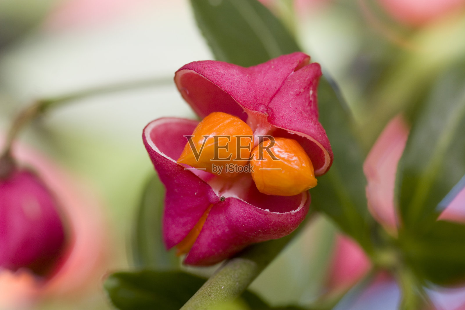 卫矛浆果照片摄影图片