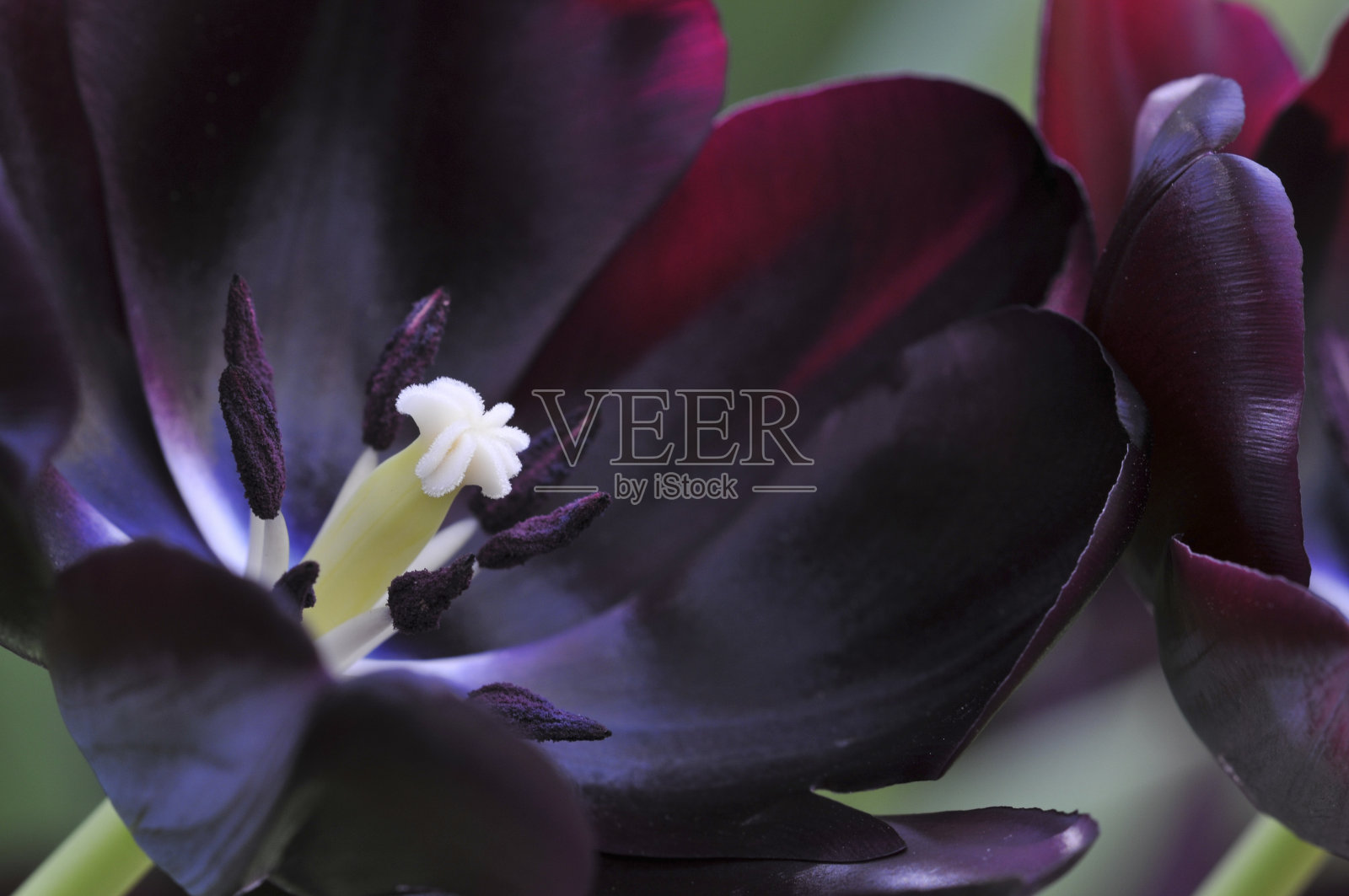 紫色郁金香照片摄影图片