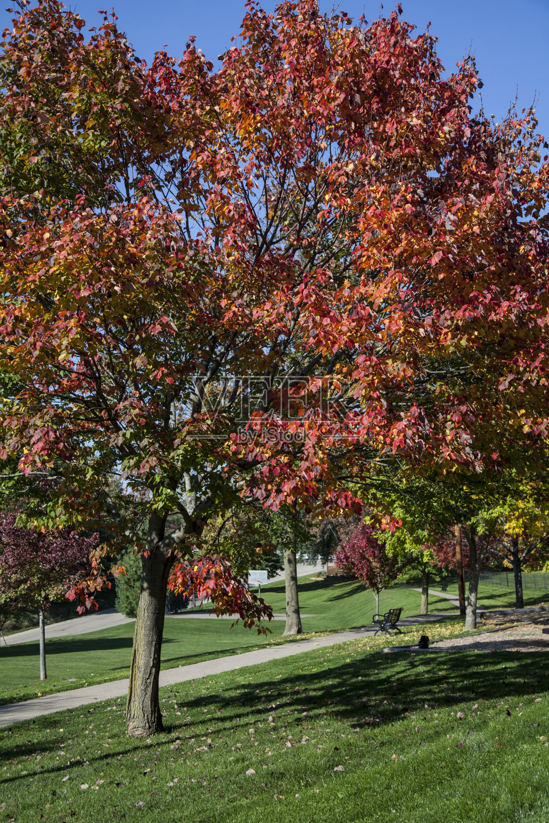 秋叶照片摄影图片