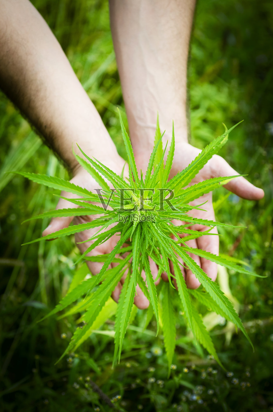 医用大麻芽在手照片摄影图片