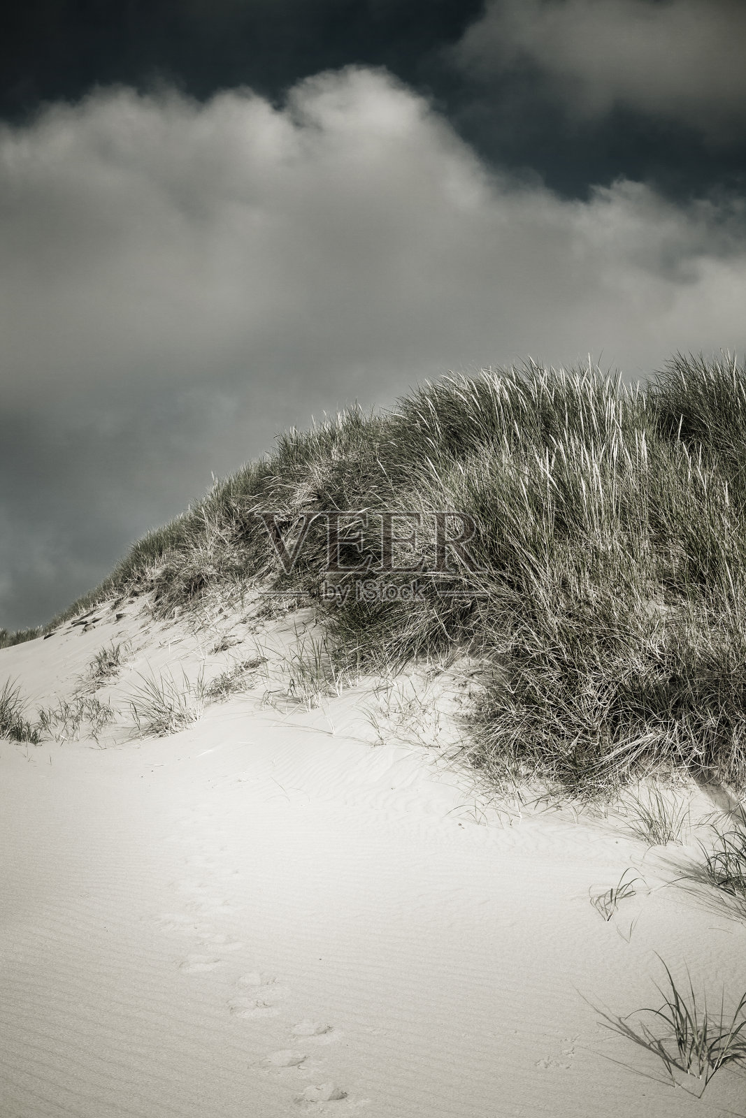 沙丘和海滩草照片摄影图片