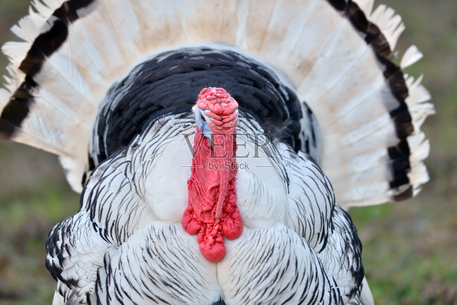 火鸡照片摄影图片