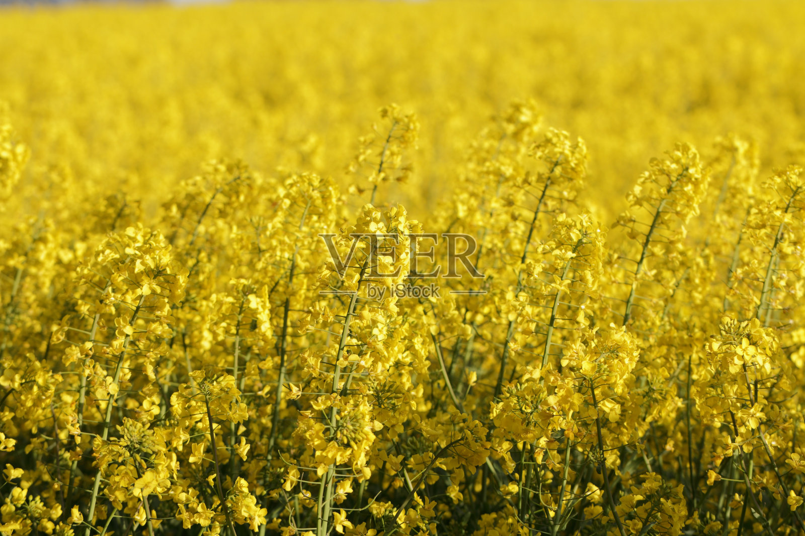 近距离观看油菜籽照片摄影图片