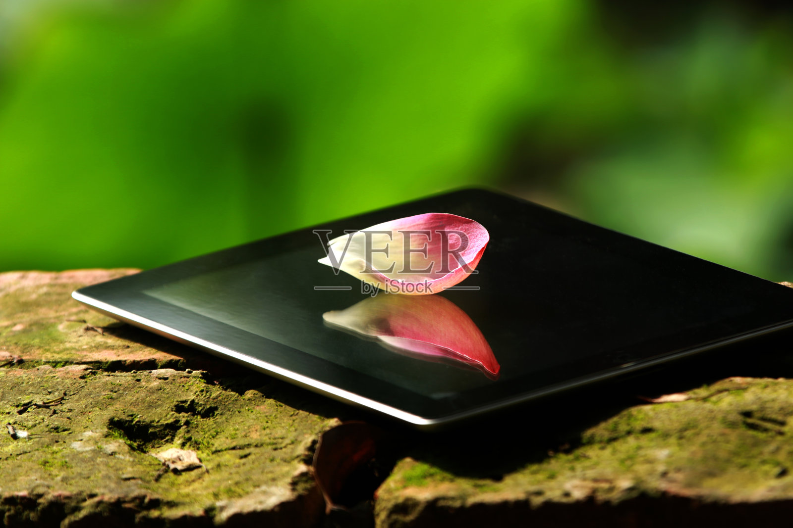 粉红荷花花瓣照片摄影图片