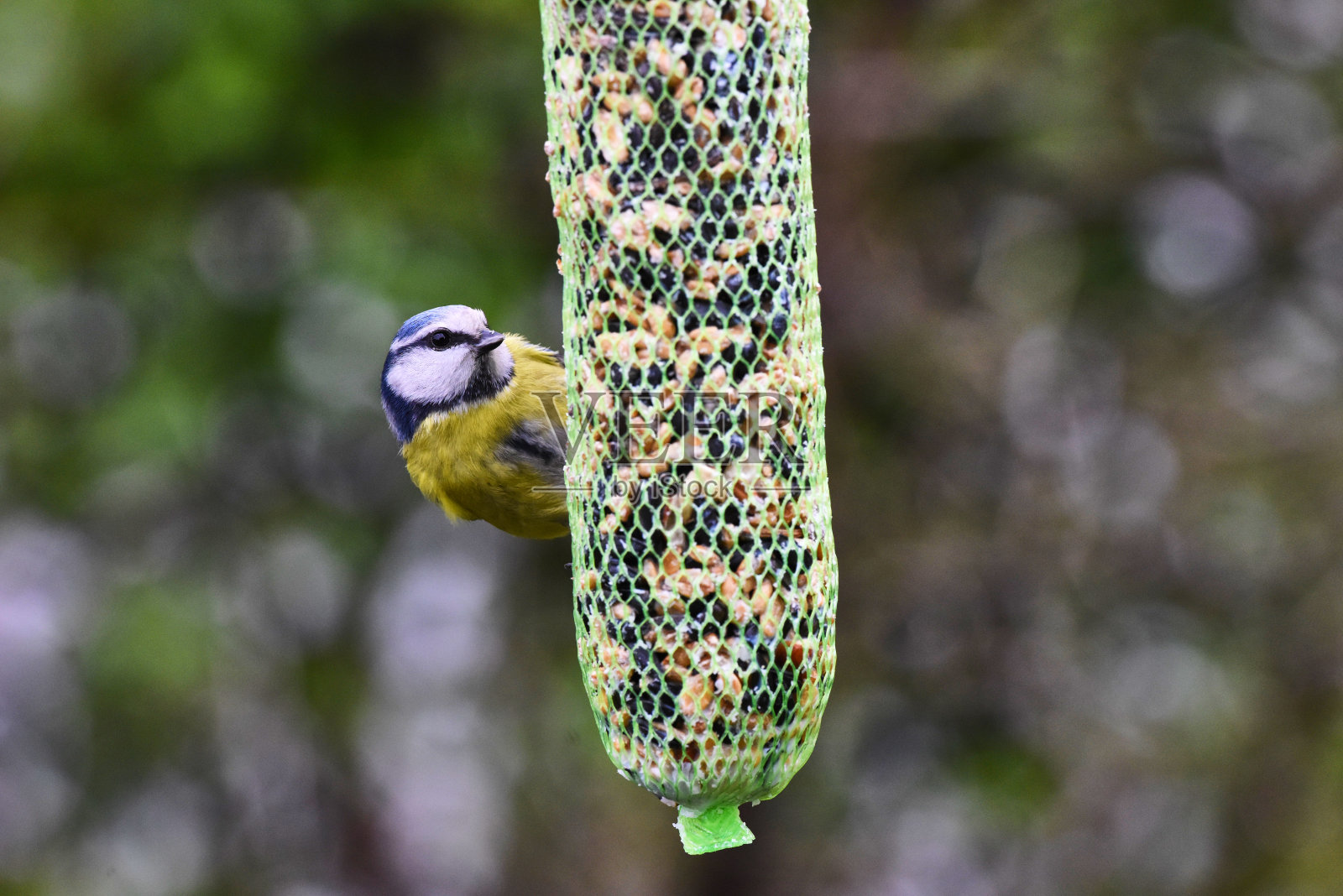 欧亚蓝冠山雀照片摄影图片