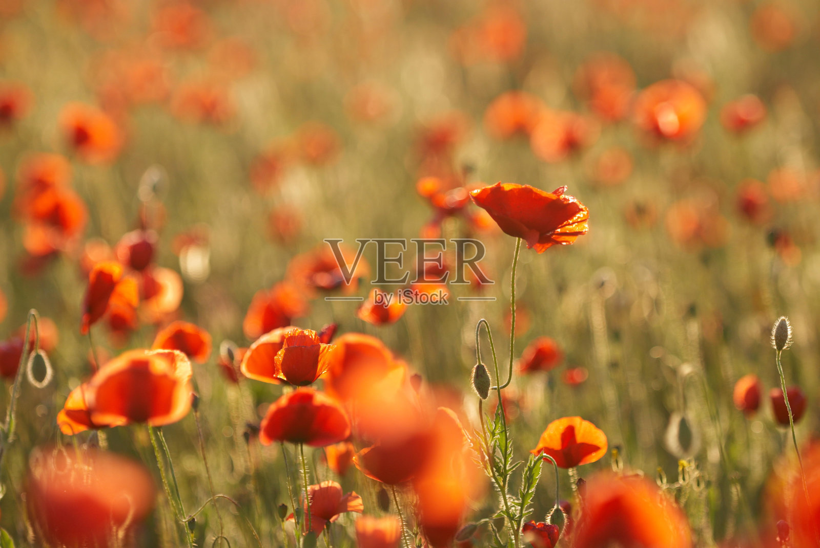 红色罂粟花照片摄影图片