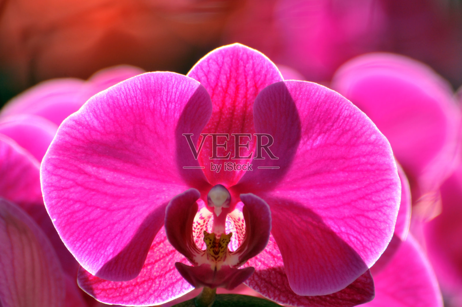 盛开的粉色兰花照片摄影图片