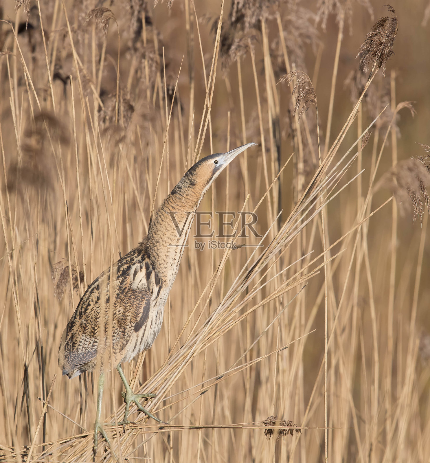 卤照片摄影图片