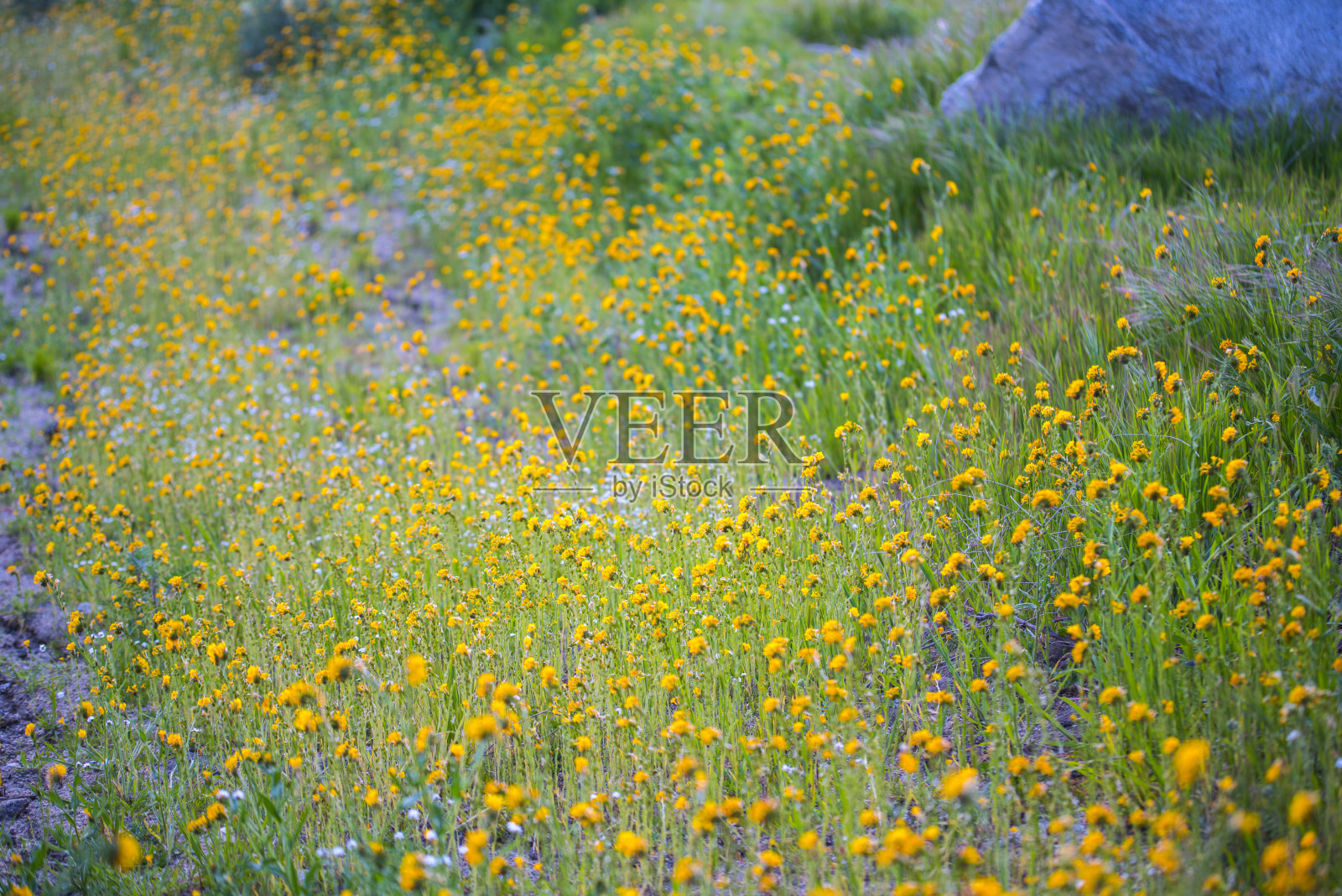 春天开花领域照片摄影图片