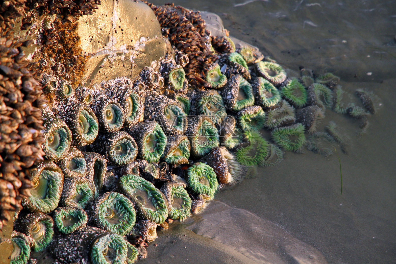 泡在水里照片摄影图片