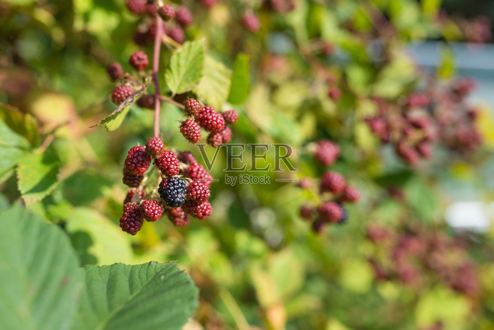 花园里有新鲜、成熟和未成熟的黑莓照片摄影图片