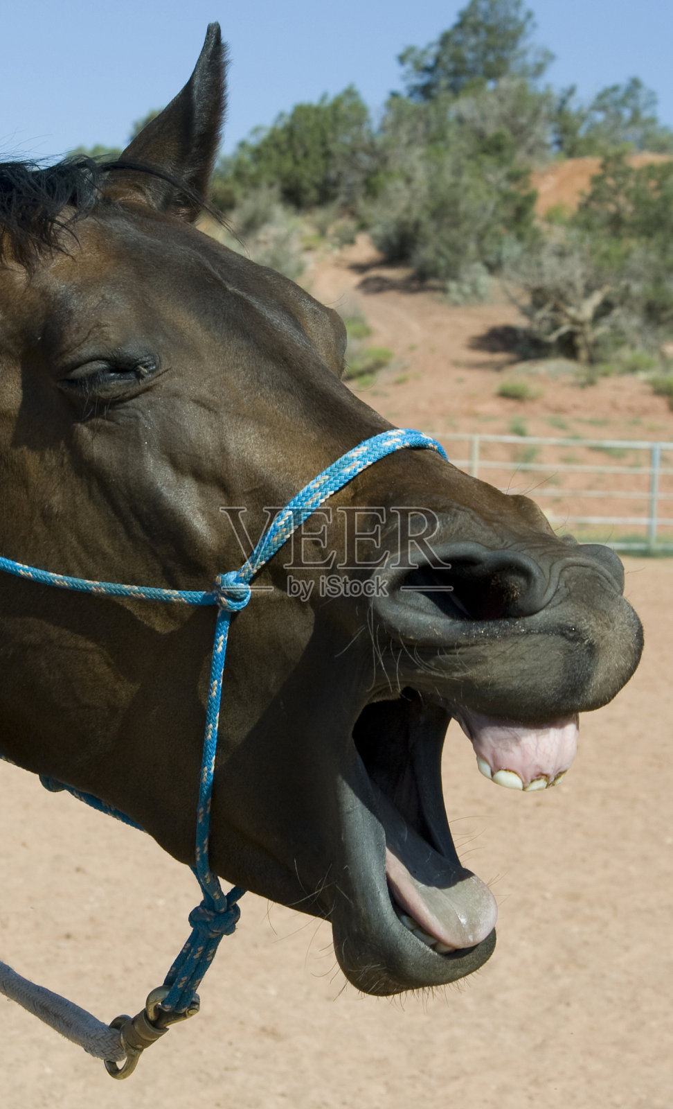 哈哈大笑照片摄影图片