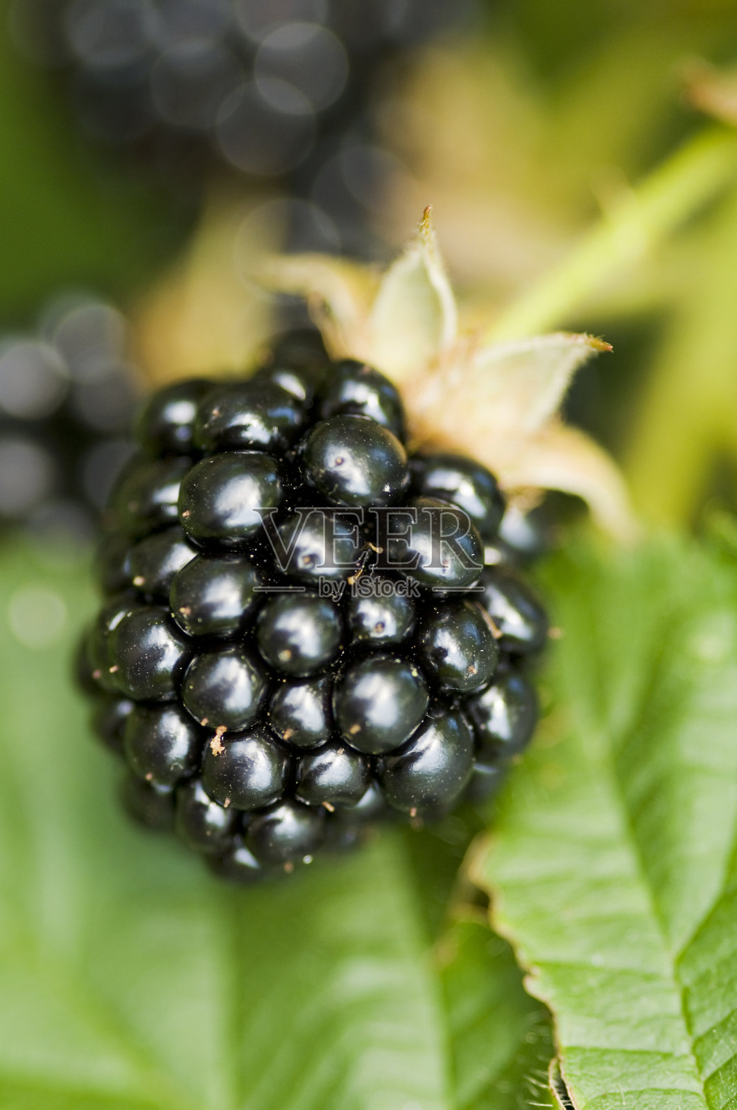 大自然的食物——花园里的黑莓。照片摄影图片