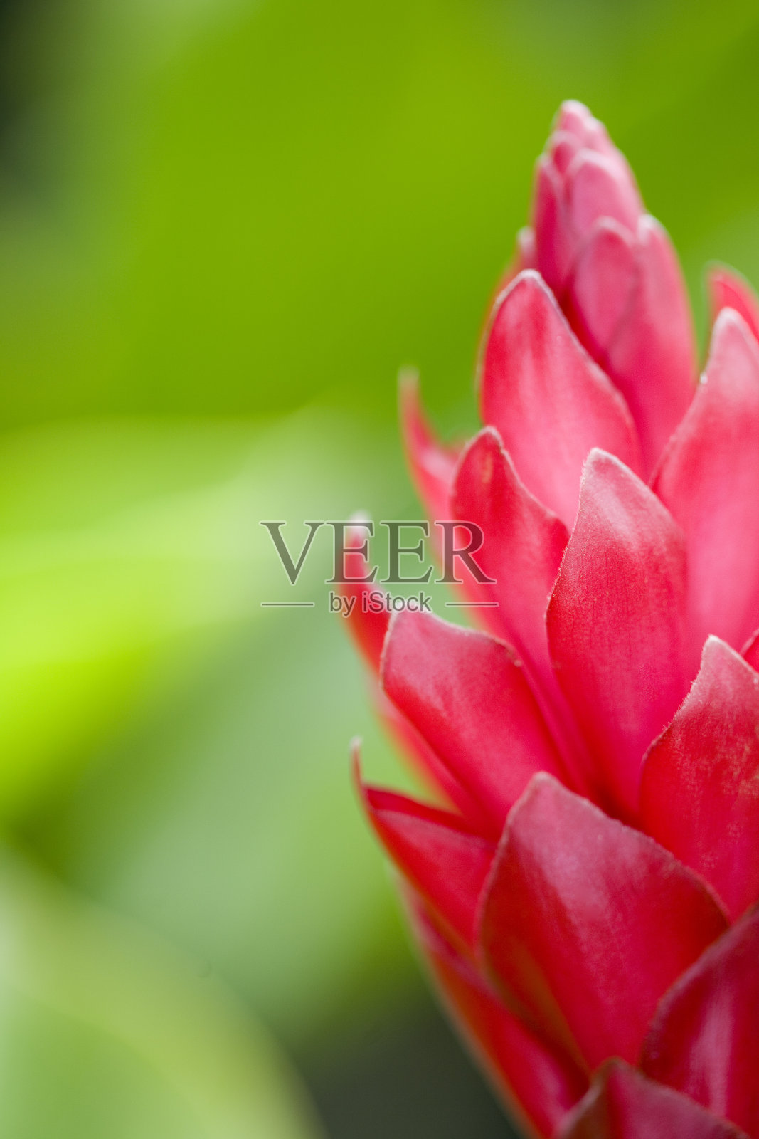 红姜(特写)照片摄影图片