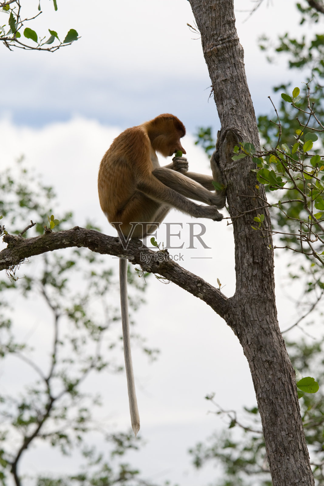 长鼻猴吃照片摄影图片