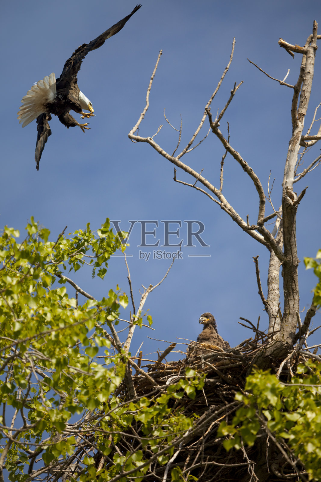 秃鹰妈妈照看巢,家庭,小鹰照片摄影图片