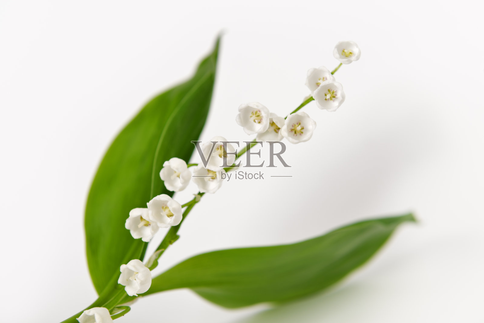 铃兰照片摄影图片