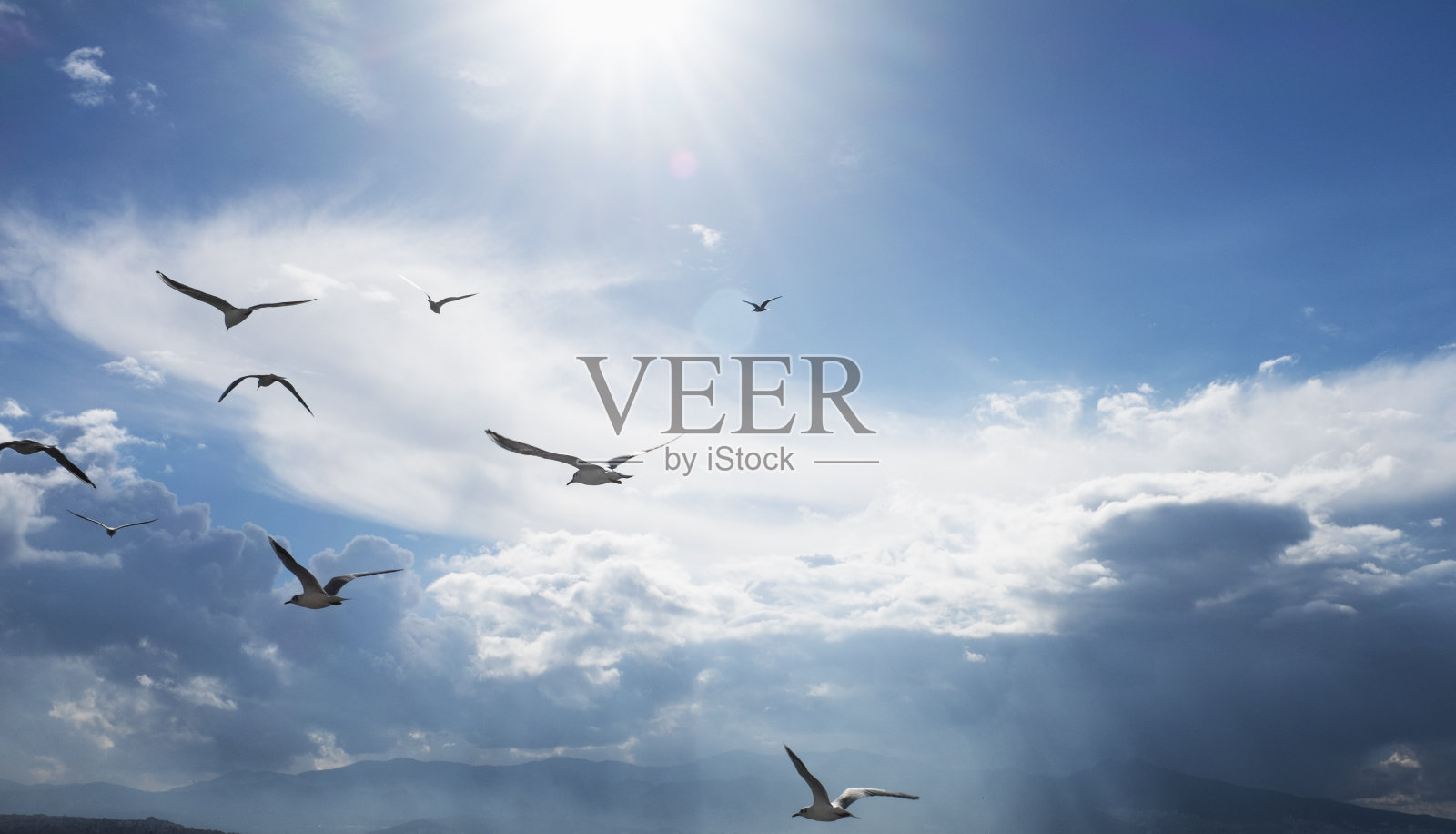 海鸥飞照片摄影图片