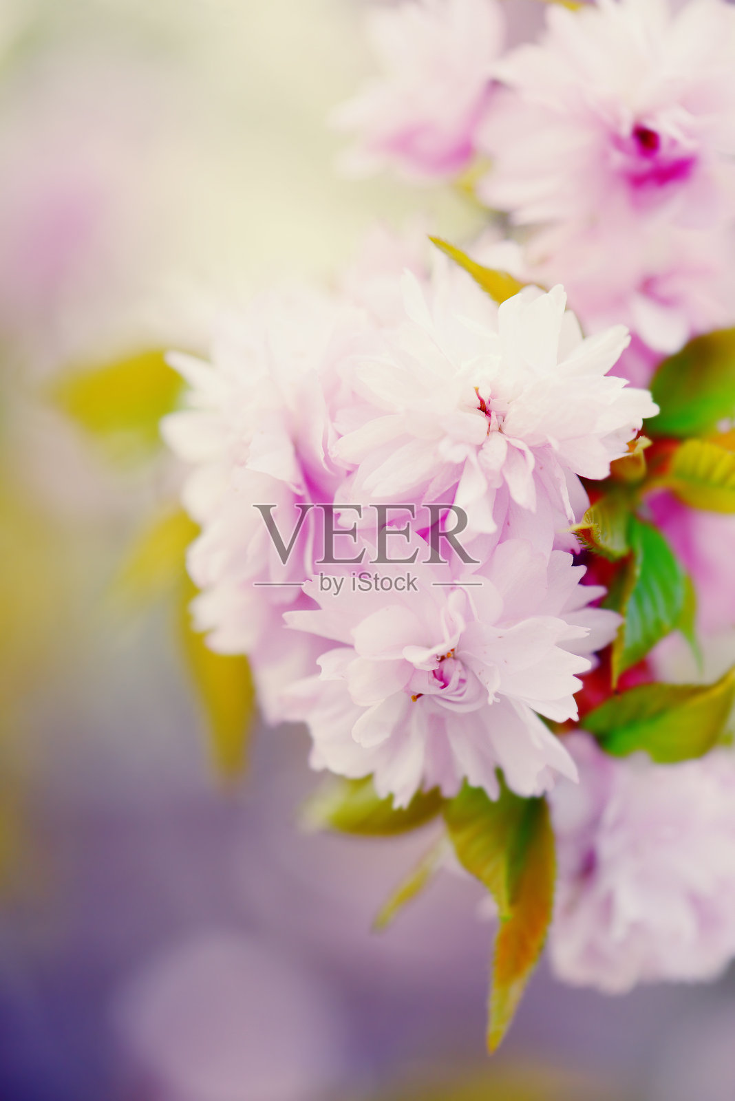 柔软的粉红色樱花照片摄影图片