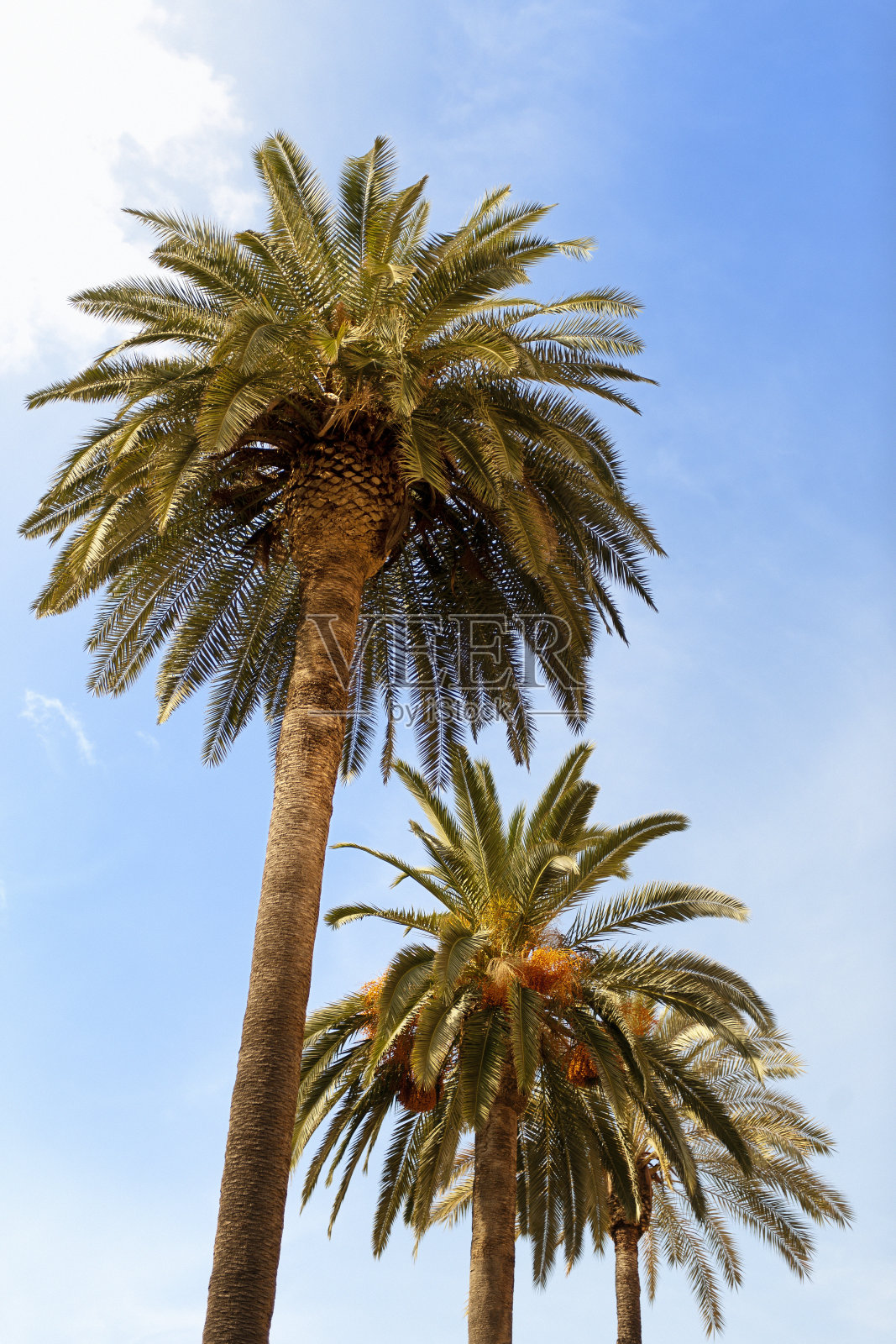 棕榈树排成一排照片摄影图片