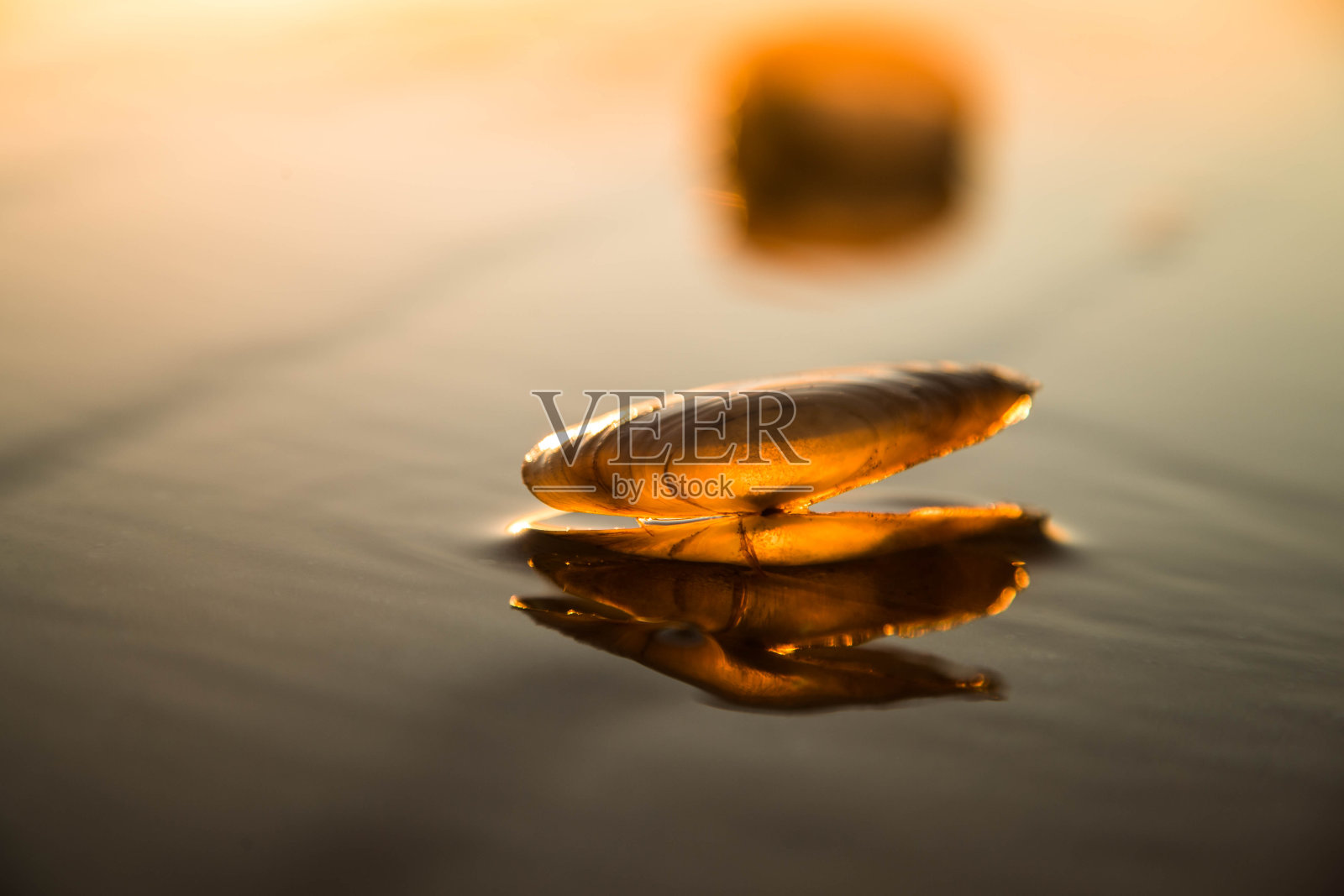 日出时海滩上的蛤蜊照片摄影图片