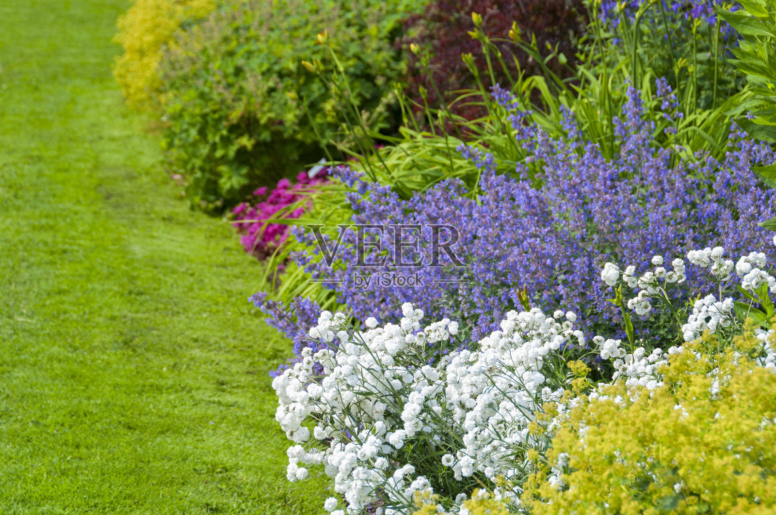 夏天花圃照片摄影图片