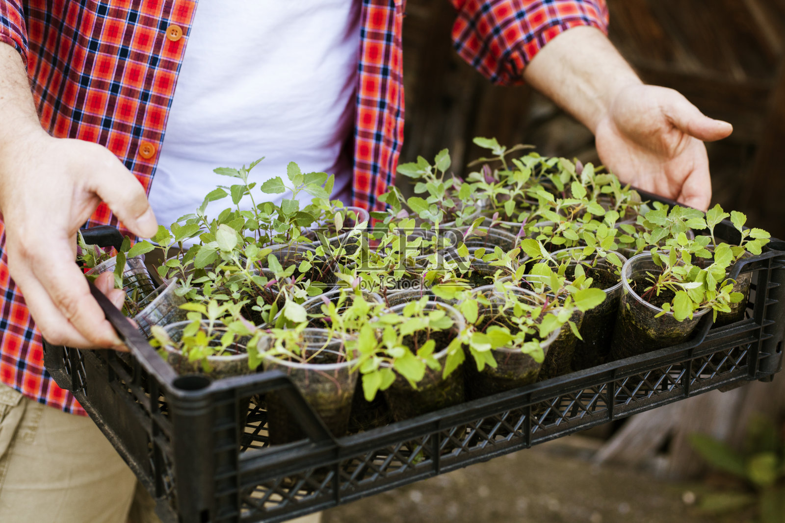 园艺的时间照片摄影图片