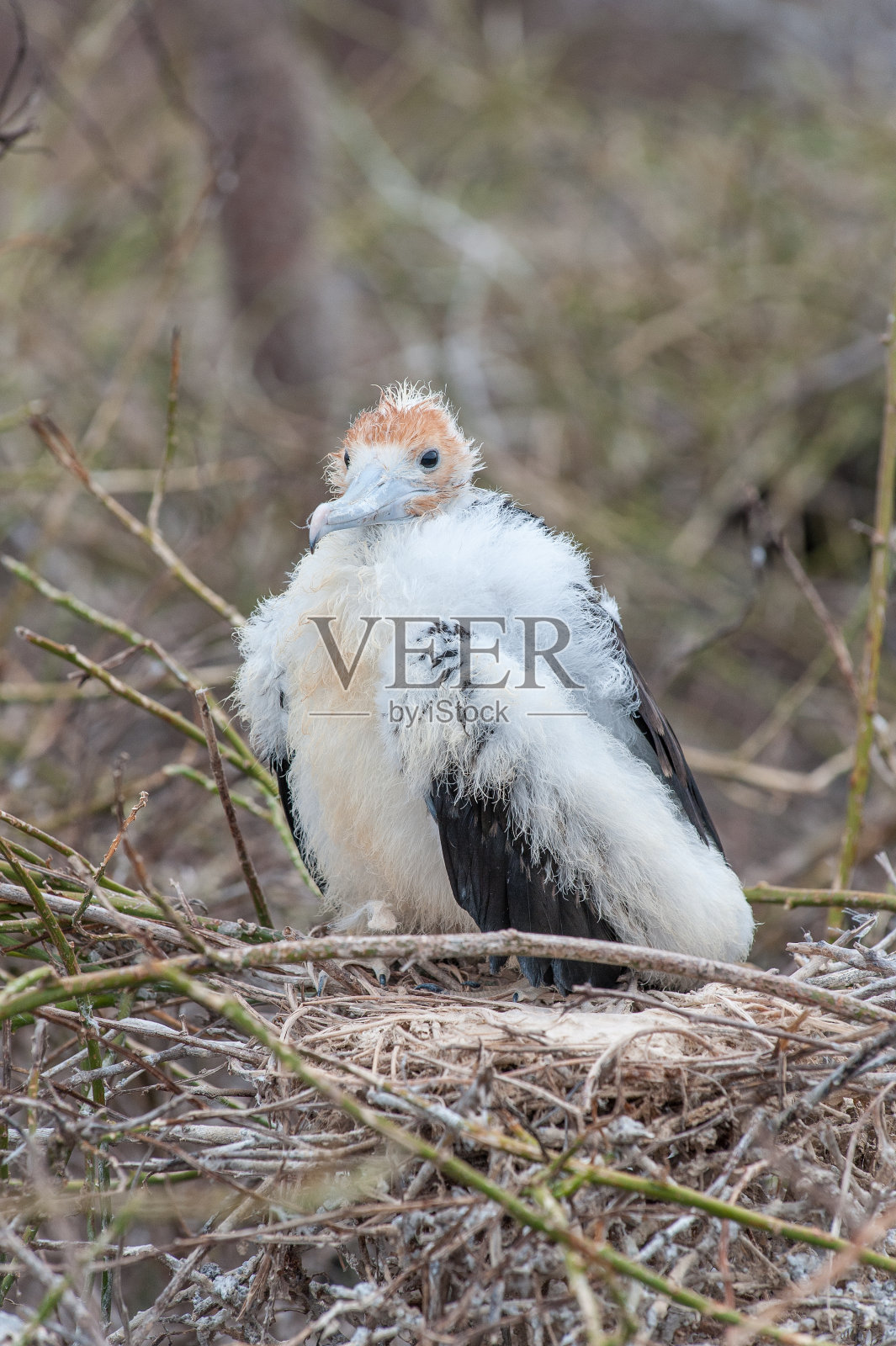 加拉帕戈斯群岛热那亚岛的幼军舰鸟照片摄影图片