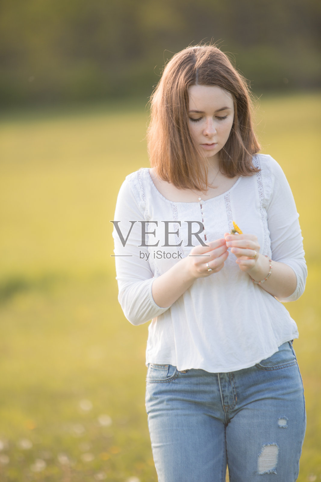 选择蒲公英照片摄影图片