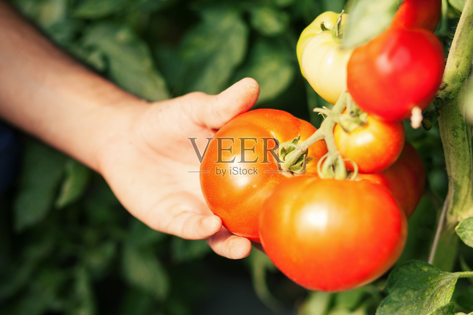 温室里的番茄特写照片摄影图片