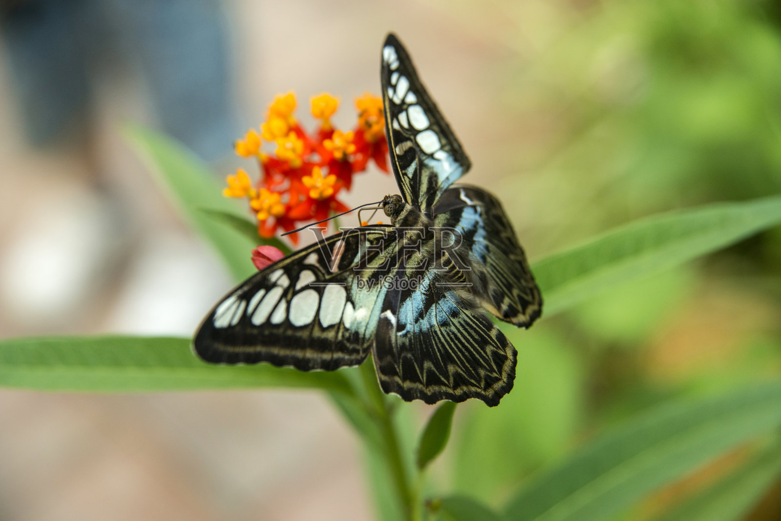 花上美丽的蓝蝴蝶照片摄影图片