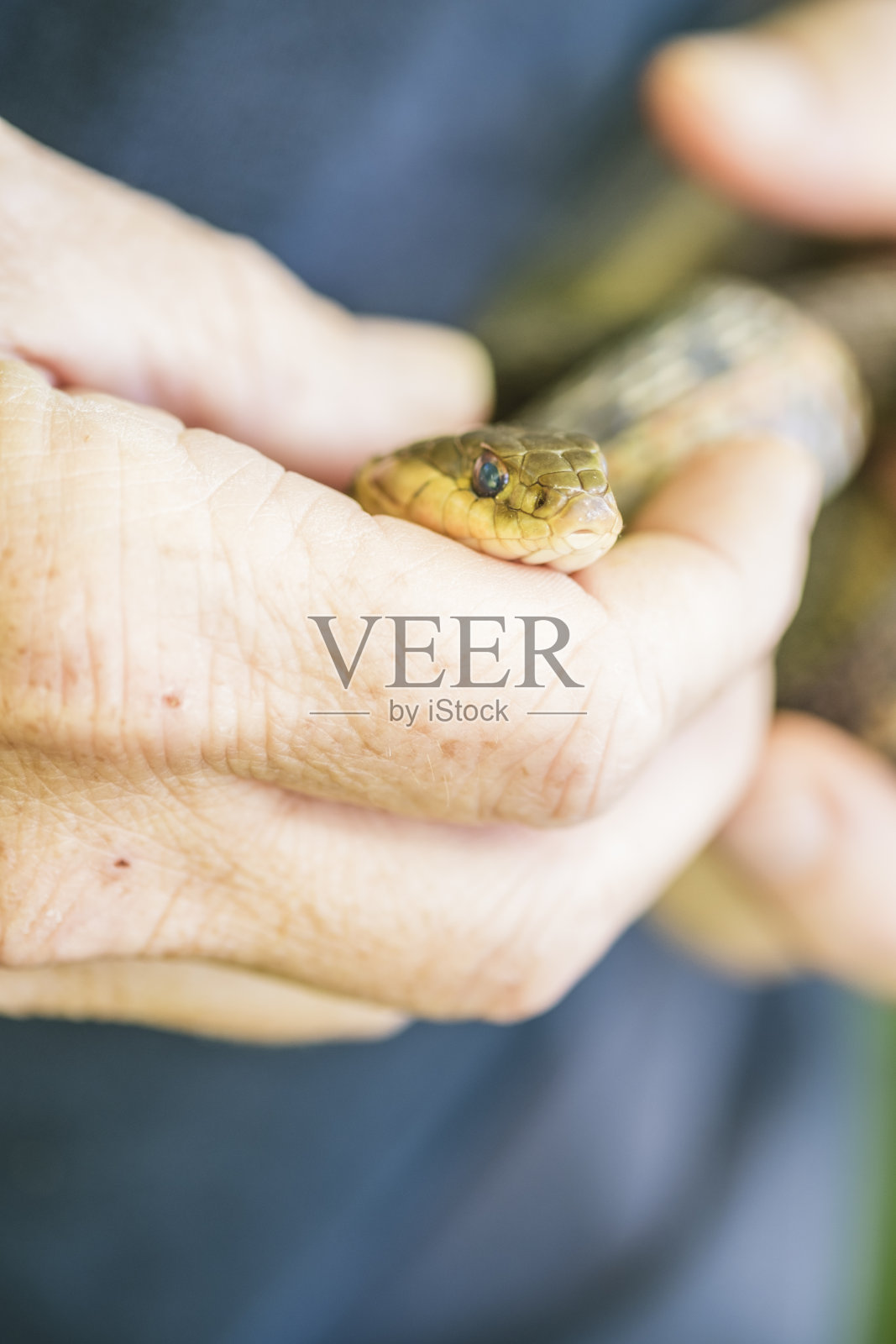 成熟的女人拿着一条普通的嘉德蛇照片摄影图片