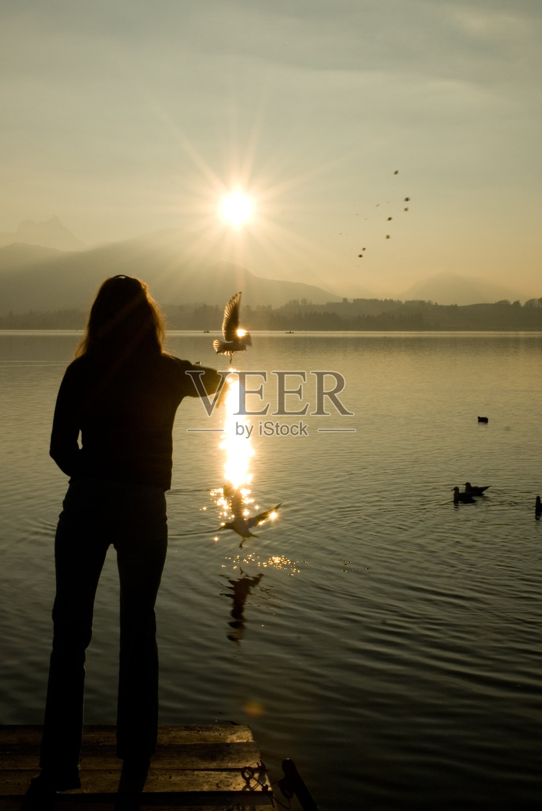 女人喂海鸥照片摄影图片