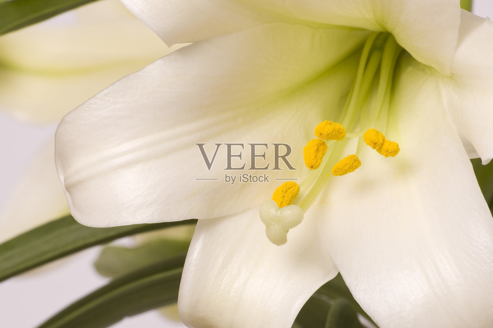 复活节百合特写镜头照片摄影图片