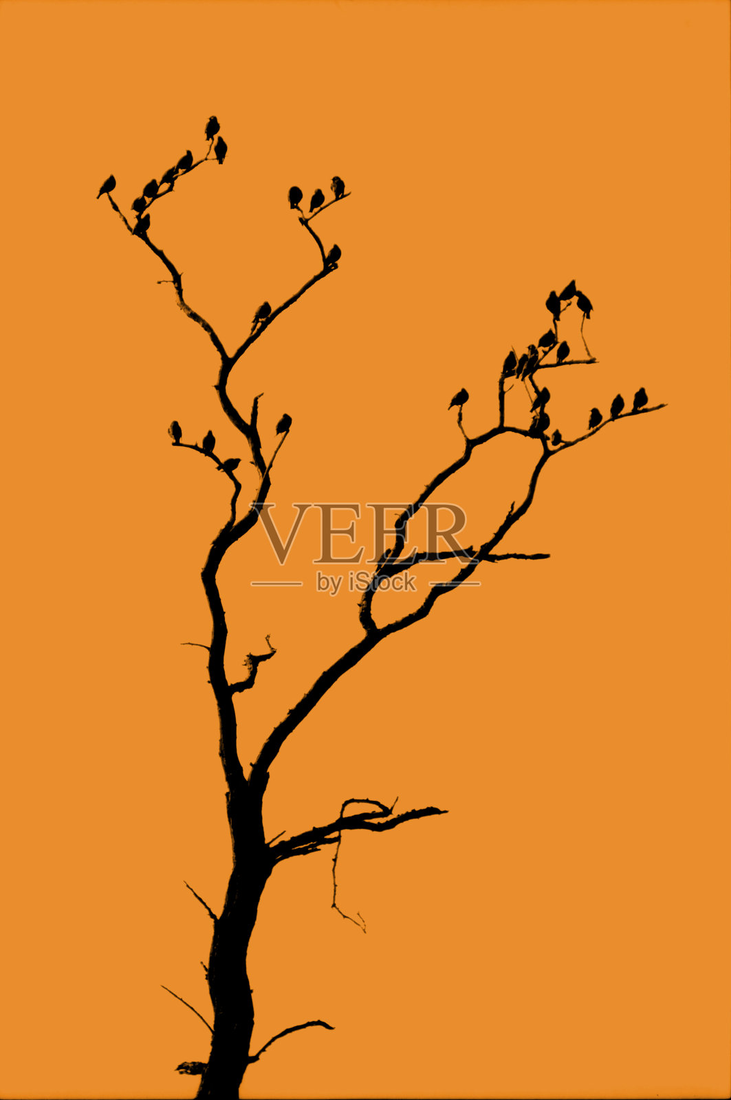 一群鸟儿栖息在橘黄色天空下的树上照片摄影图片