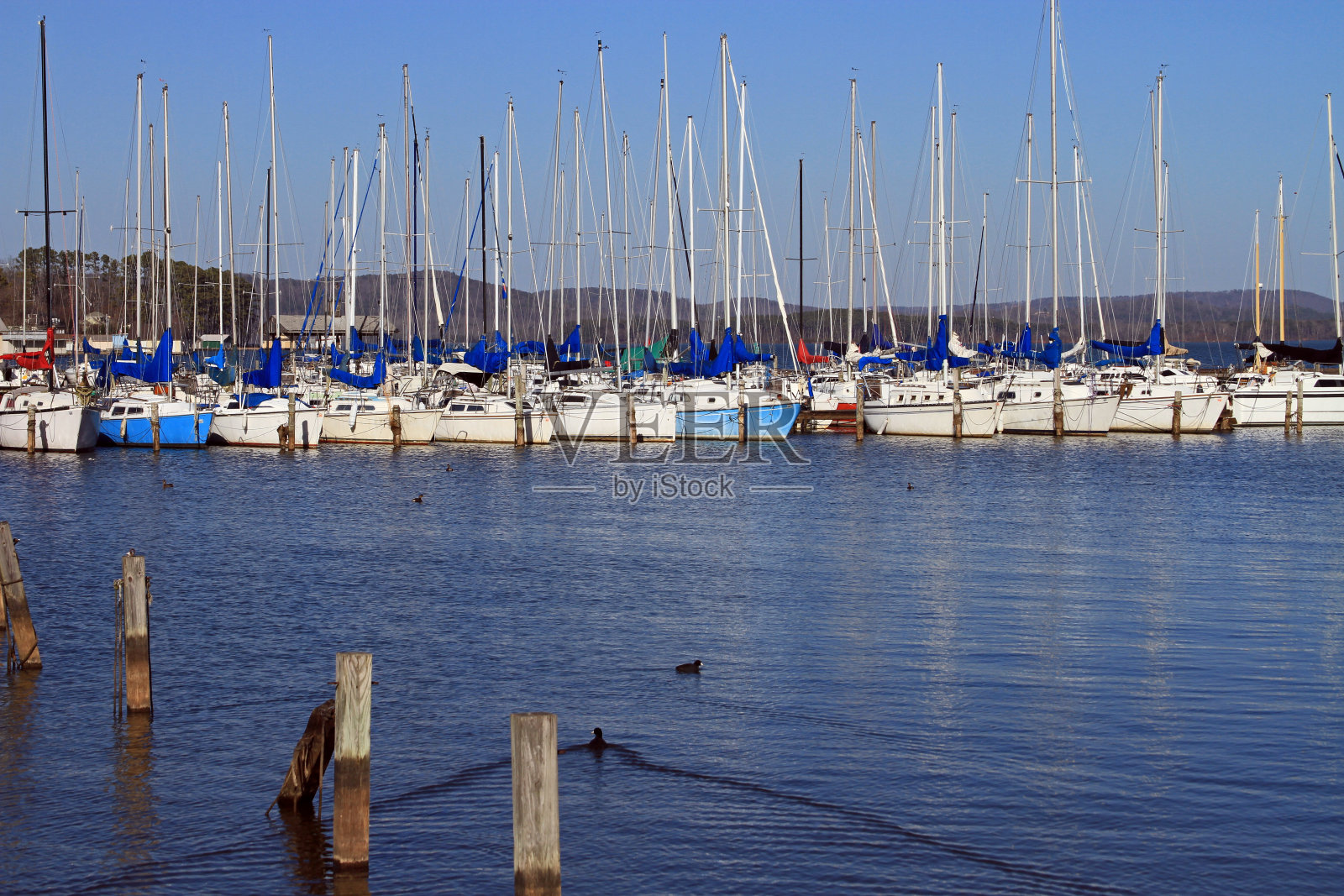 鸭子游泳照片摄影图片