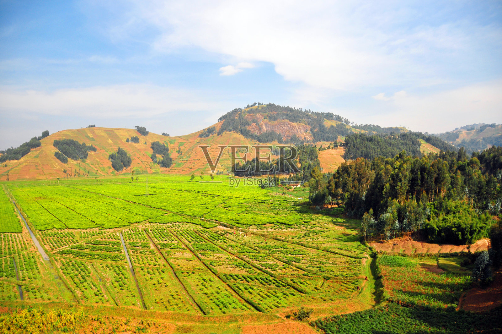 卢旺达茶园照片摄影图片