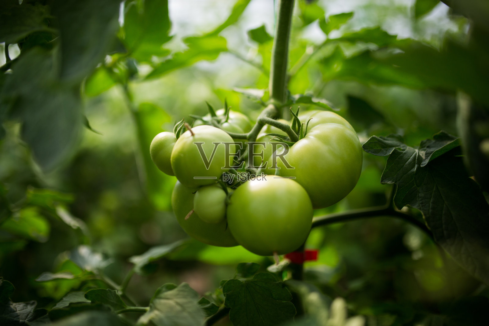 温室青番茄照片摄影图片