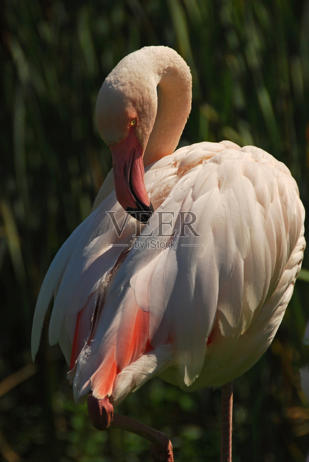 梳洗大火烈鸟站在芦苇床前。照片摄影图片