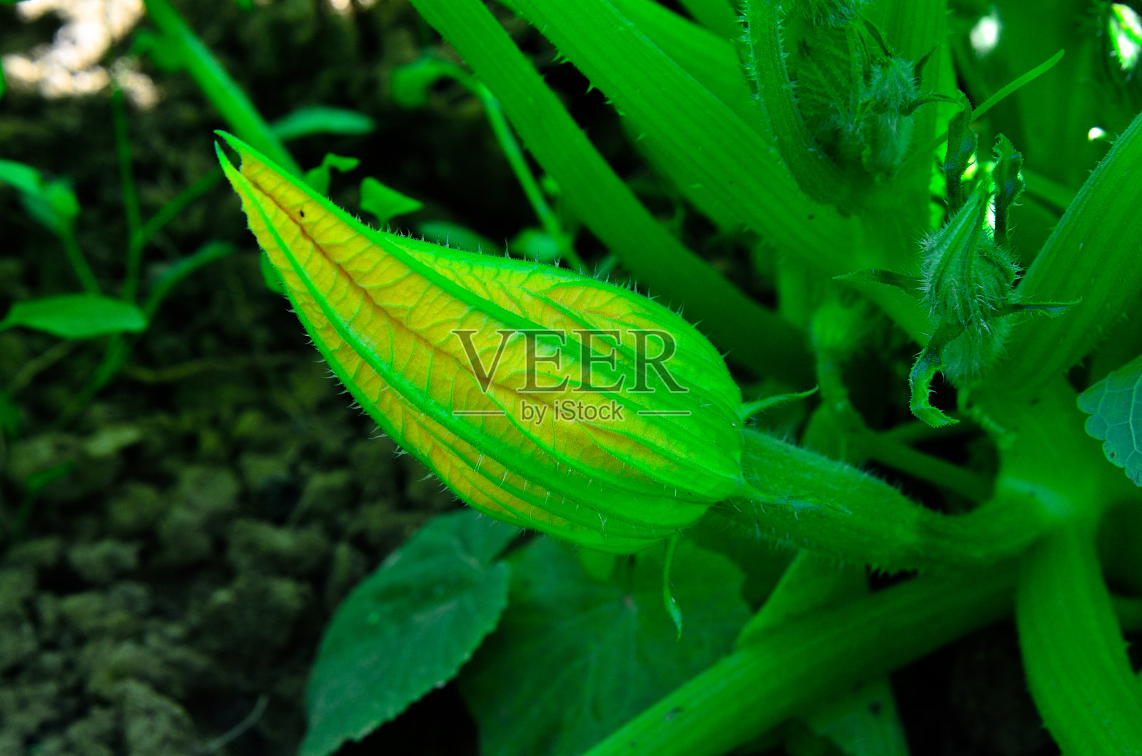 一个西葫芦花在树枝上的特写照片摄影图片