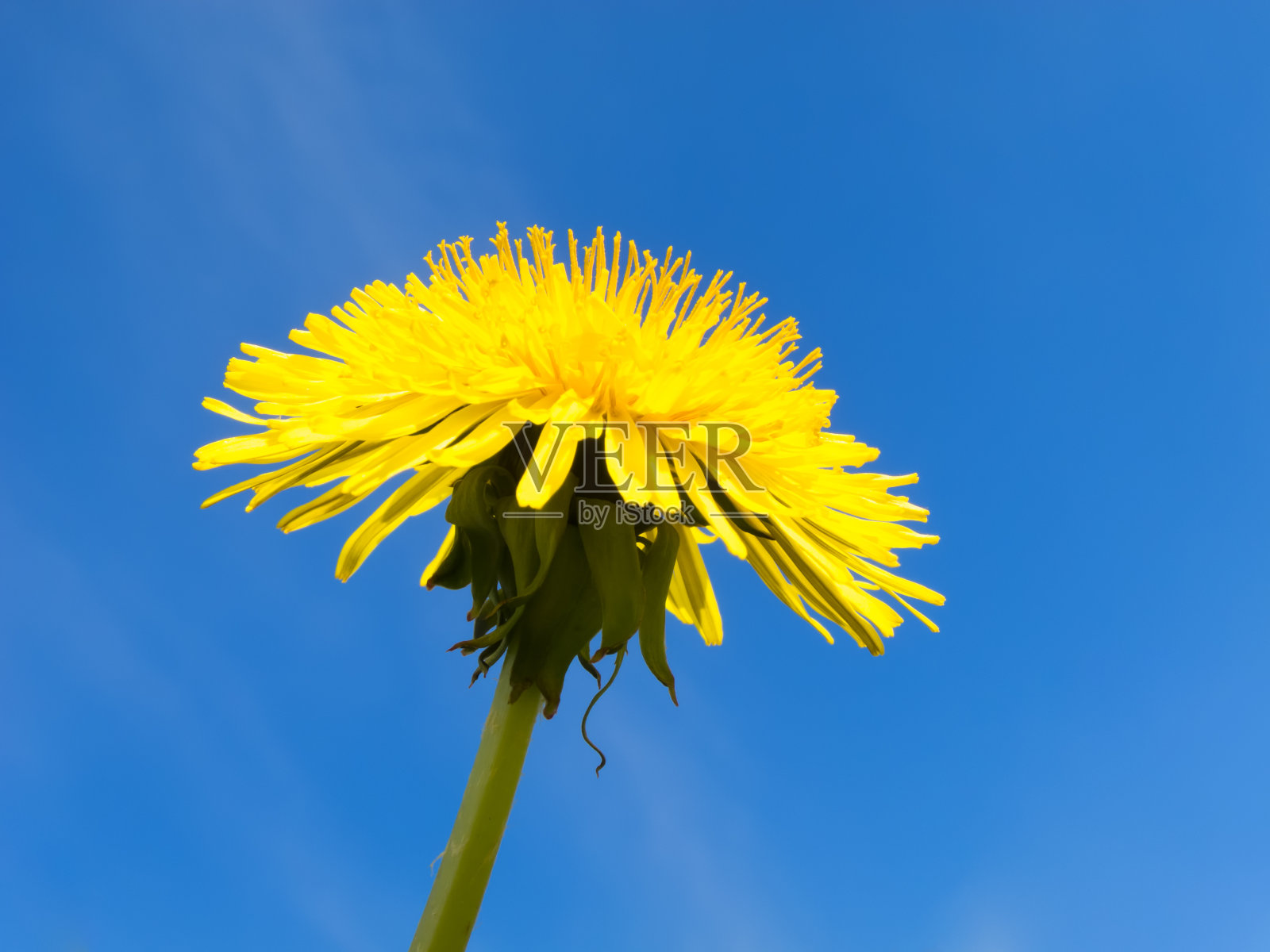 蒲公英照片摄影图片