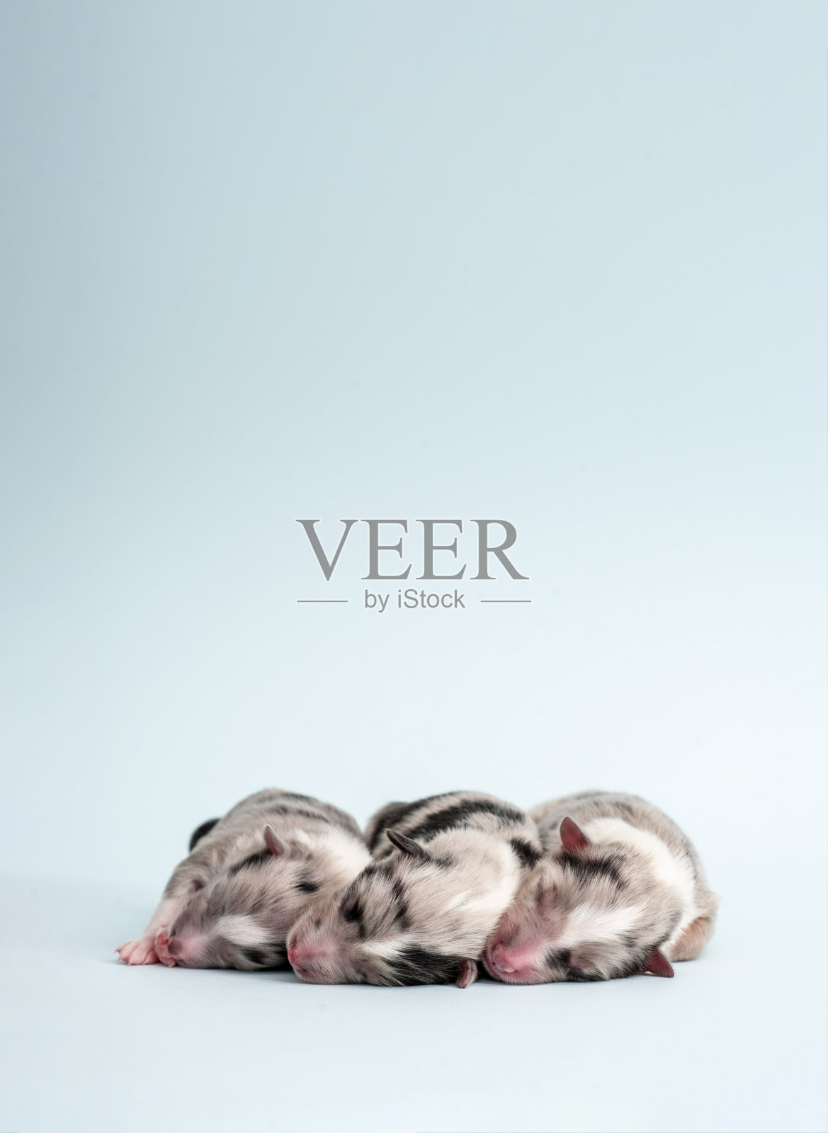 新生设得兰牧羊犬幼犬照片摄影图片