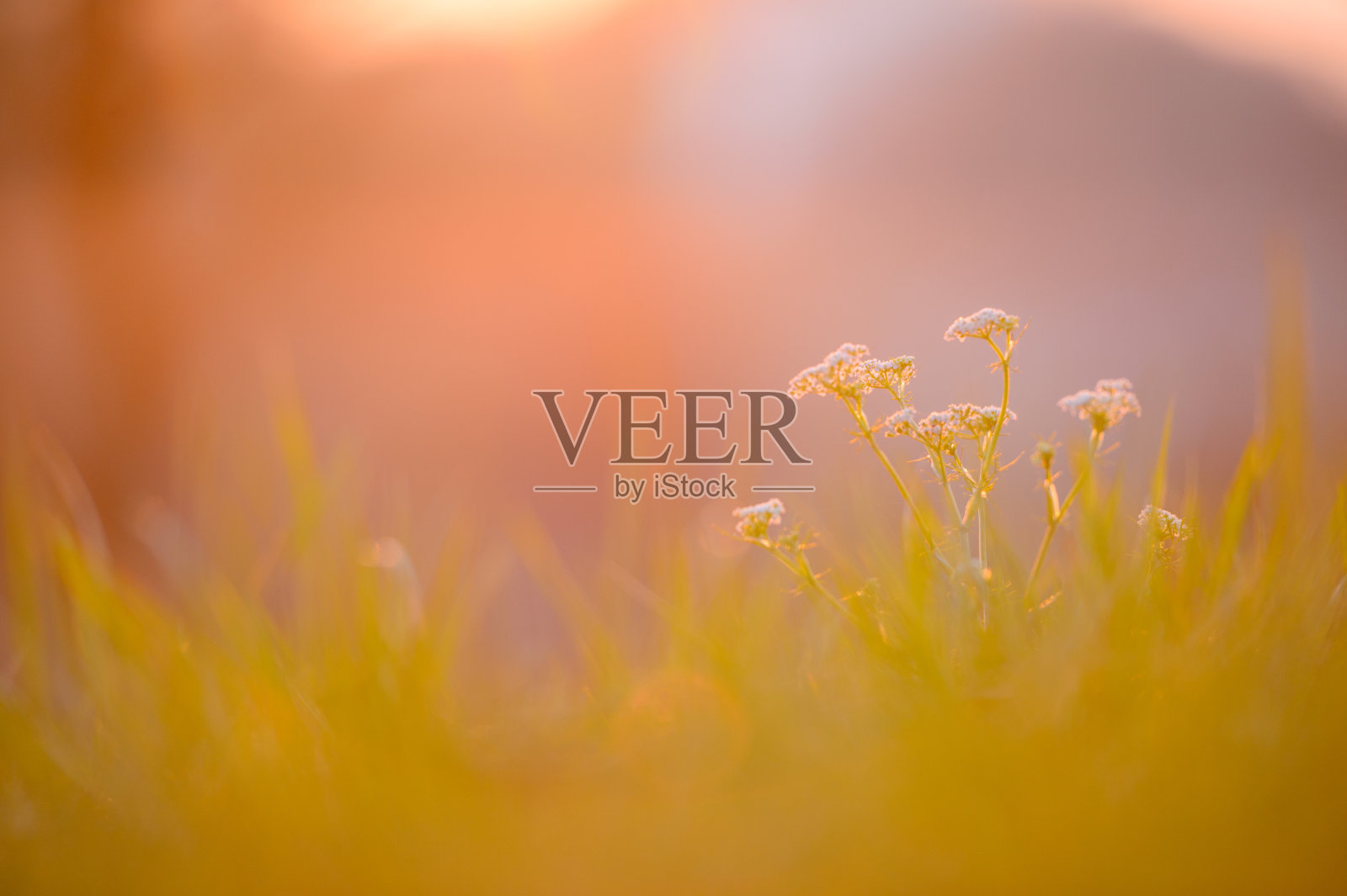 春天的夕阳照片摄影图片